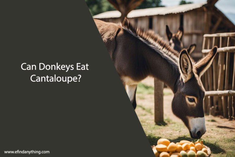 Can Donkeys Eat Cantaloupe