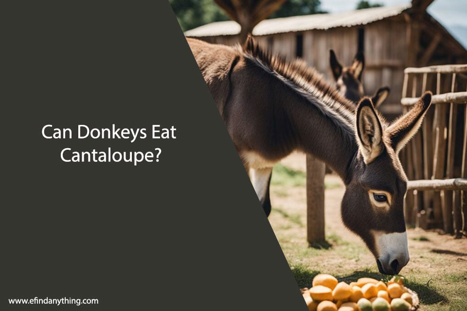 Can Donkeys Eat Cantaloupe