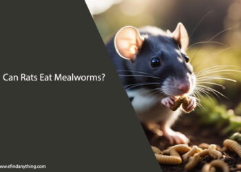 Can Fancy Rats Eat Mealworms