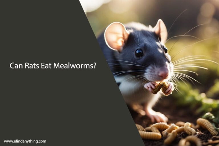 Can Fancy Rats Eat Mealworms