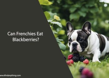 Can Frenchies Eat Blackberries