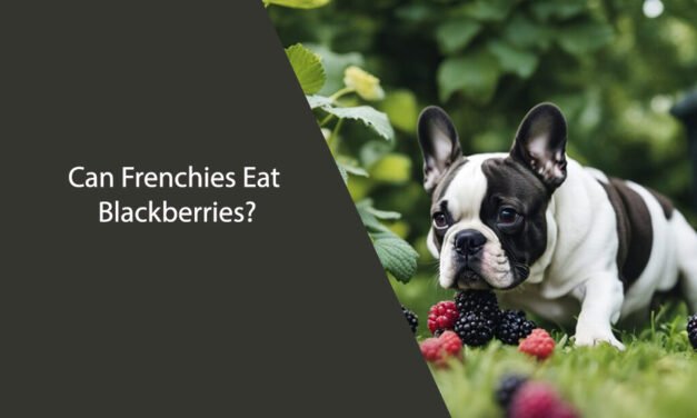 Can Frenchies Eat Blackberries?