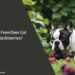 Can Frenchies Eat Blackberries