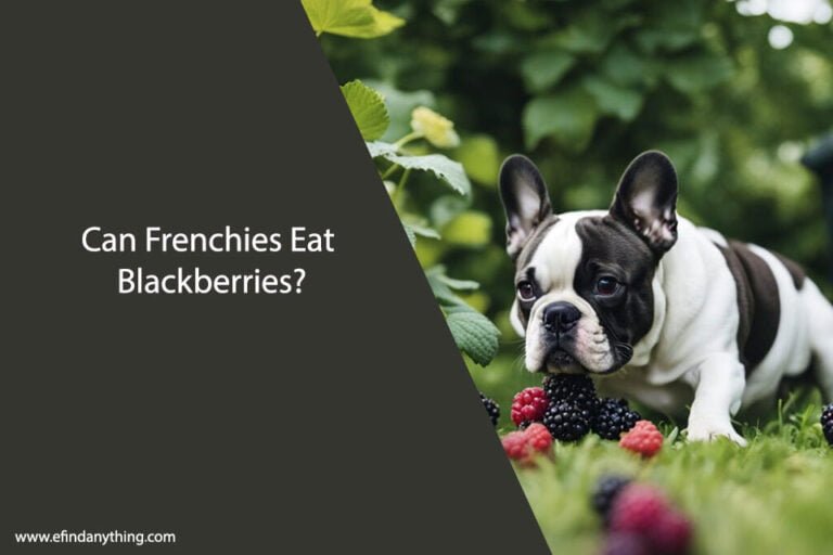Can Frenchies Eat Blackberries