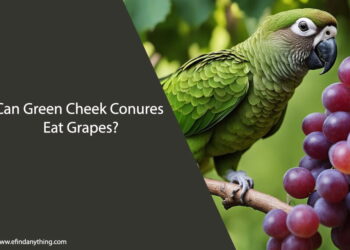 Can Green Cheek Conures Eat Grapes
