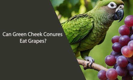 Can Green Cheek Conures Eat Grapes