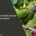 Can Green Cheek Conures Eat Grapes