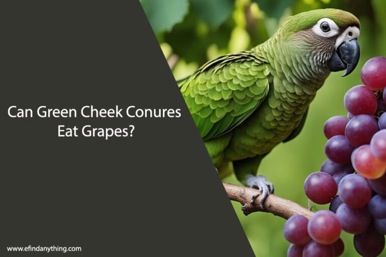 Can Green Cheek Conures Eat Grapes