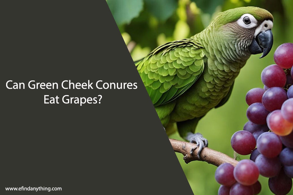Can Green Cheek Conures Eat Grapes