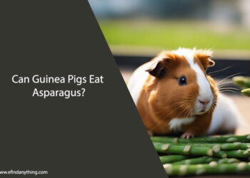 Can Guinea Pigs Eat Asparagus
