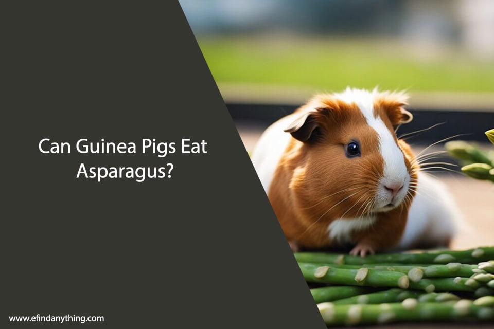Can Guinea Pigs Eat Asparagus