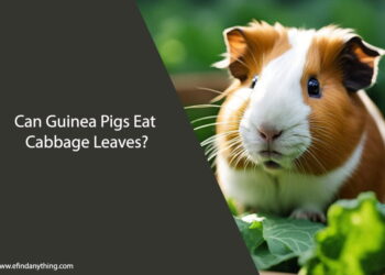 Can Guinea Pigs Eat Cabbage Leaves
