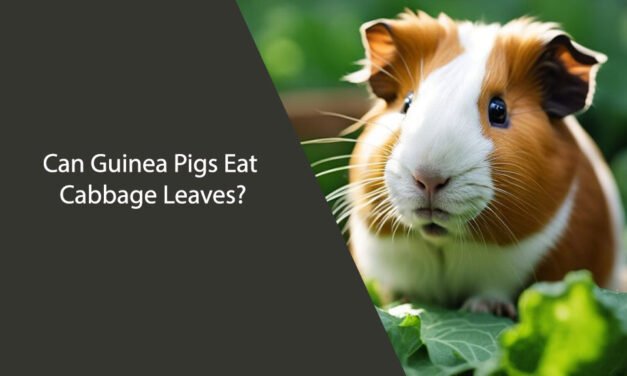 Can Guinea Pigs Eat Cabbage Leaves?