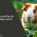 Can Guinea Pigs Eat Cabbage Leaves