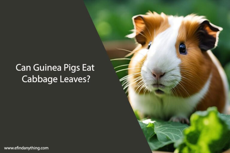 Can Guinea Pigs Eat Cabbage Leaves