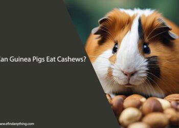Can Guinea Pigs Eat Cashews