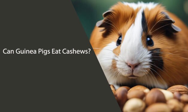 Can Guinea Pigs Eat Cashews?