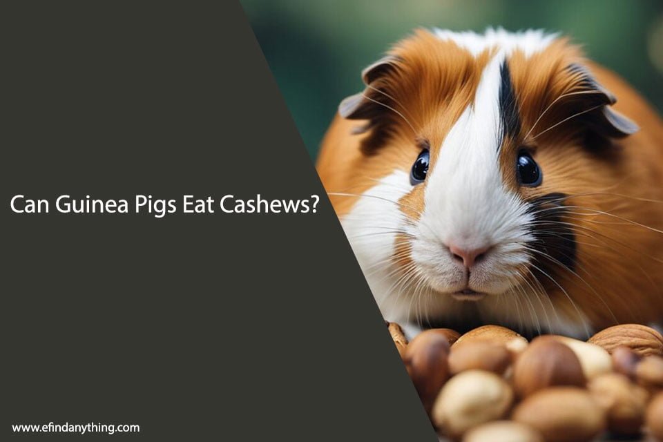 Can Guinea Pigs Eat Cashews