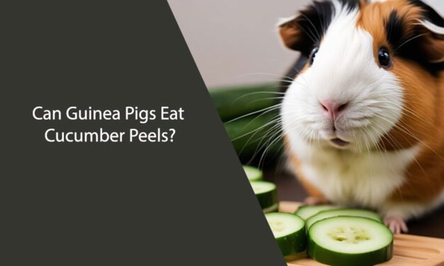 Can Guinea Pigs Eat Cucumber Peels?