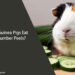 Can Guinea Pigs Eat Cucumber Peels