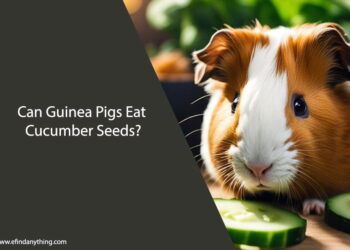 Can Guinea Pigs Eat Cucumber Seeds