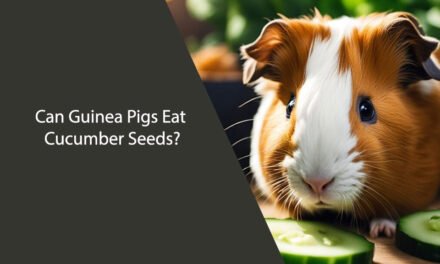 Can Guinea Pigs Eat Cucumber Seeds?