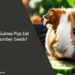 Can Guinea Pigs Eat Cucumber Seeds