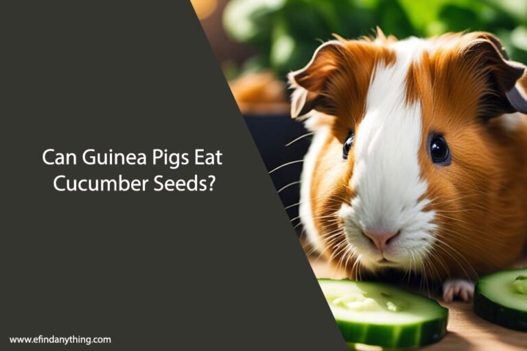 Can Guinea Pigs Eat Cucumber Seeds