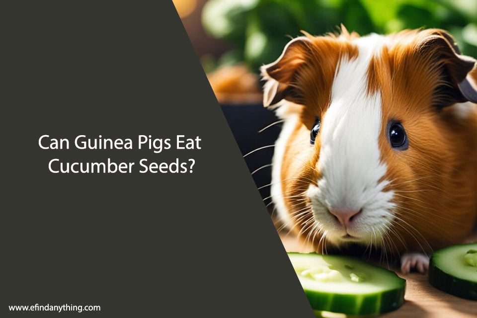 Can Guinea Pigs Eat Cucumber Seeds