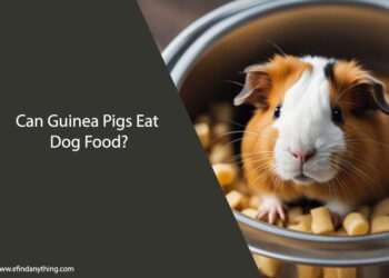 Can Guinea Pigs Eat Dog Food