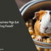Can Guinea Pigs Eat Dog Food
