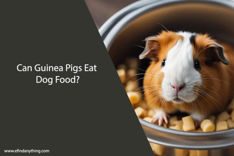 Can Guinea Pigs Eat Dog Food