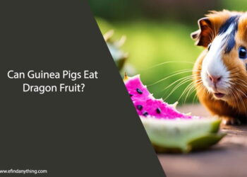Can Guinea Pigs Eat Dragon Fruit