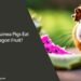 Can Guinea Pigs Eat Dragon Fruit