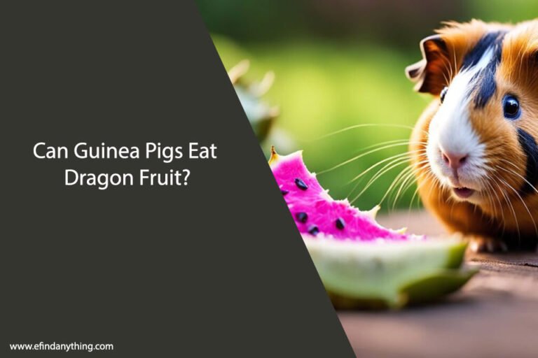Can Guinea Pigs Eat Dragon Fruit