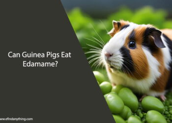 Can Guinea Pigs Eat Edamame