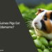 Can Guinea Pigs Eat Edamame