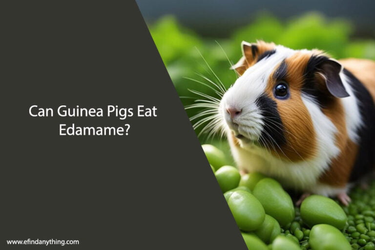 Can Guinea Pigs Eat Edamame