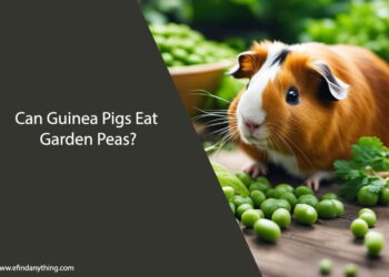 Can Guinea Pigs Eat Garden Peas