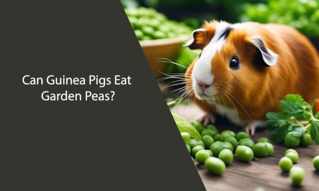 Can Guinea Pigs Eat Garden Peas?