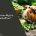 Can Guinea Pigs Eat Garden Peas