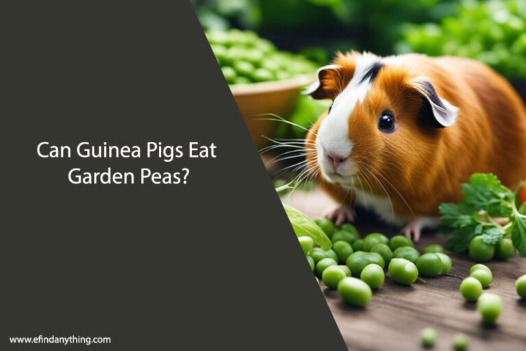Can Guinea Pigs Eat Garden Peas