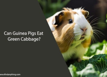 Can Guinea Pigs Eat Green Cabbage