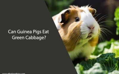 Can Guinea Pigs Eat Green Cabbage?