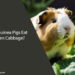 Can Guinea Pigs Eat Green Cabbage