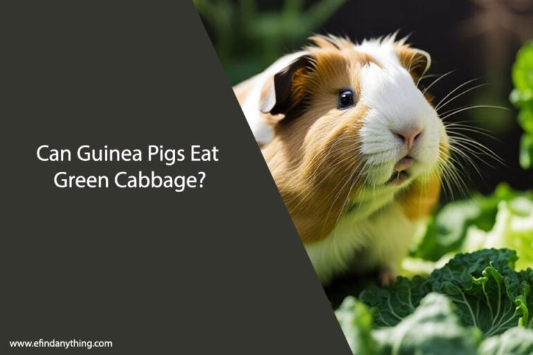 Can Guinea Pigs Eat Green Cabbage