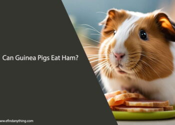 Can Guinea Pigs Eat Ham