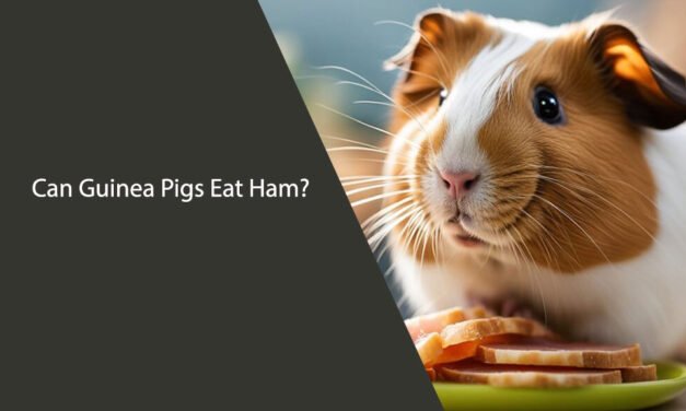 Can Guinea Pigs Eat Ham