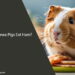 Can Guinea Pigs Eat Ham
