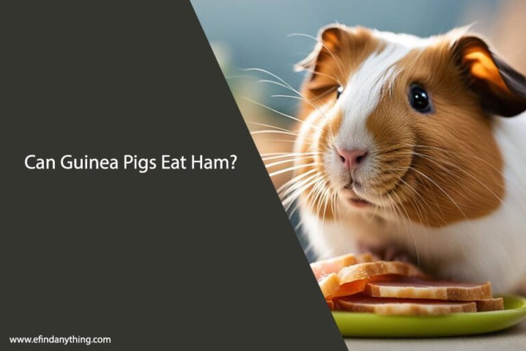 Can Guinea Pigs Eat Ham
